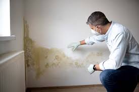 Why You Should Choose Our Mold Remediation Services in West Carson, CA